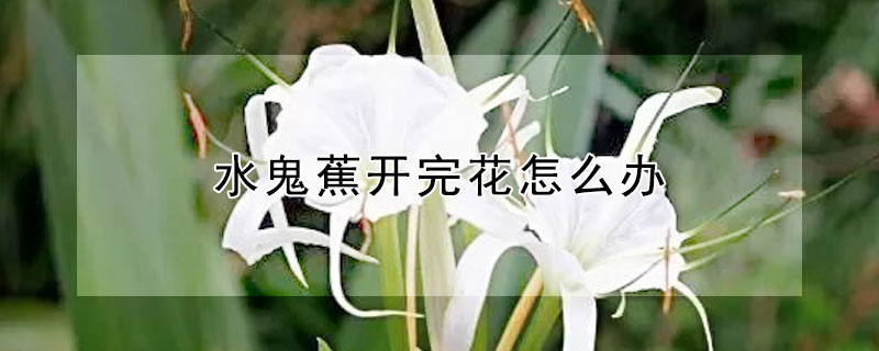 水鬼蕉开完花怎么办（水鬼蕉一束花能顶几天）