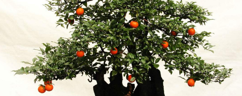 金弹子小苗如何养粗壮(金弹子小苗怎么种)