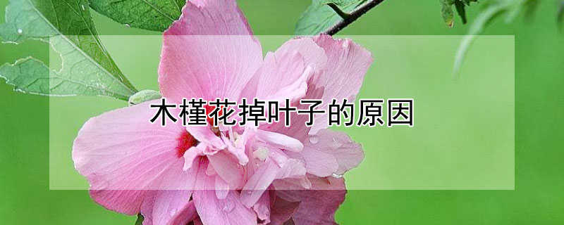 木槿花掉叶子的原因 木槿花的叶子都掉了该怎么办