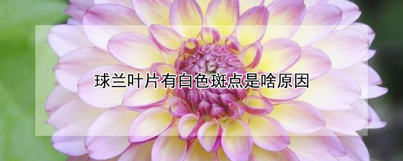 球兰叶片有白色斑点是啥原因(球兰叶子有白色斑点是怎么回事)