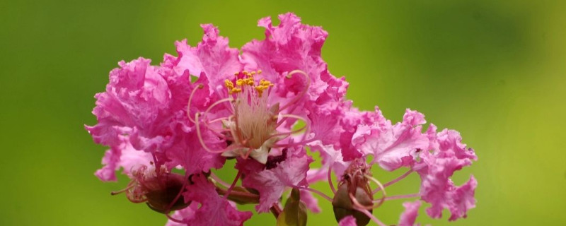 紫薇种子发芽方法（紫薇花种子如何发芽）