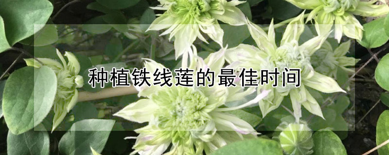 种植铁线莲的最佳时间 铁线莲几月份种植最佳