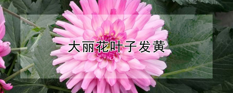 大丽花叶子发黄（大丽花叶子发黄干枯）