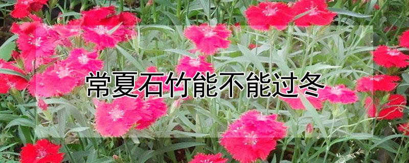 常夏石竹能不能过冬（常夏石竹耐寒吗）