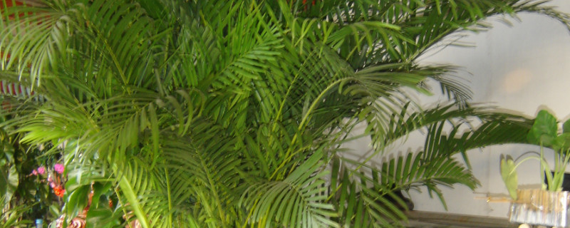 凤尾竹如何施肥浇水（凤尾竹浇水需要浇透吗）