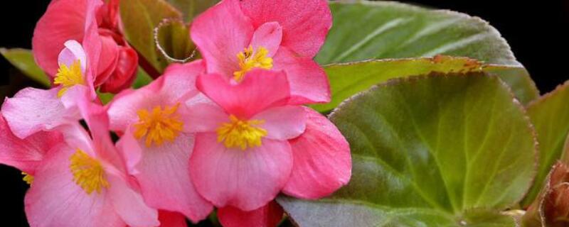 玻璃海棠怎么水培繁殖 玻璃海棠如何繁殖