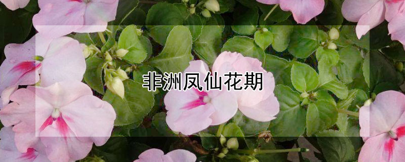 非洲凤仙花期 非洲凤仙花期在几月