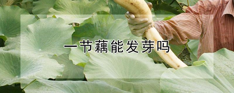 一节藕能发芽吗 一节藕能发芽吗怎样使莲藕发芽