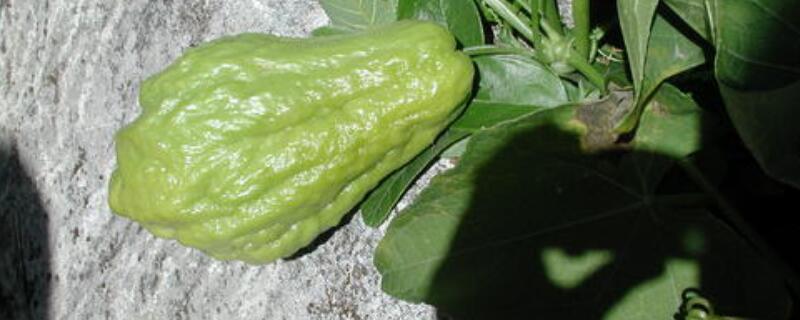 佛手瓜不结果咋回事（佛手瓜不结果怎么办）