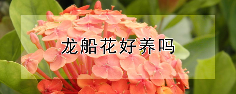 龙船花好养吗 龙船花好养吗,一年开几次花