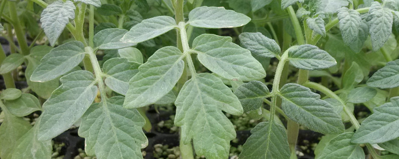 番茄秧如何粗壮（番茄秧细怎么办）