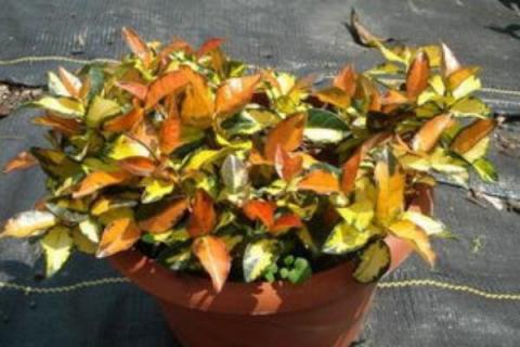 络石吊兰怎么养和修剪