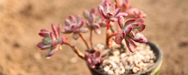 红稚莲老桩如何造型 红稚莲老桩图片欣赏