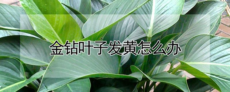 金钻叶子发黄怎么办(金钻叶子变黄怎么办)