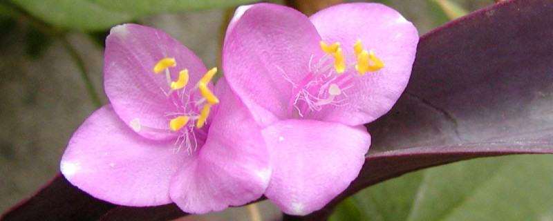 紫鸭趾草怎么长粗(紫鸭跖草图片)