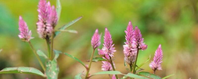 青葙切花怎么养(青葙花怎么弄成干花)