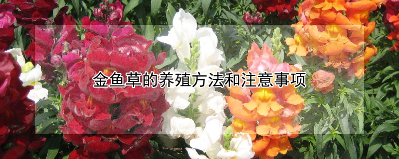 金鱼草的养殖方法和注意事项（金鱼草的养殖方法和注意事项豆瓣绿）
