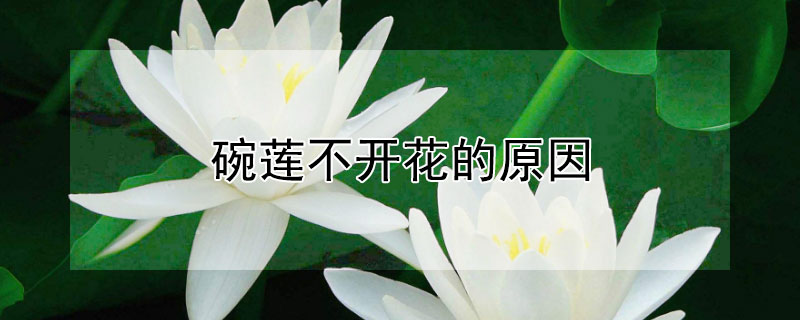 碗莲不开花的原因 碗莲不开花怎么回事