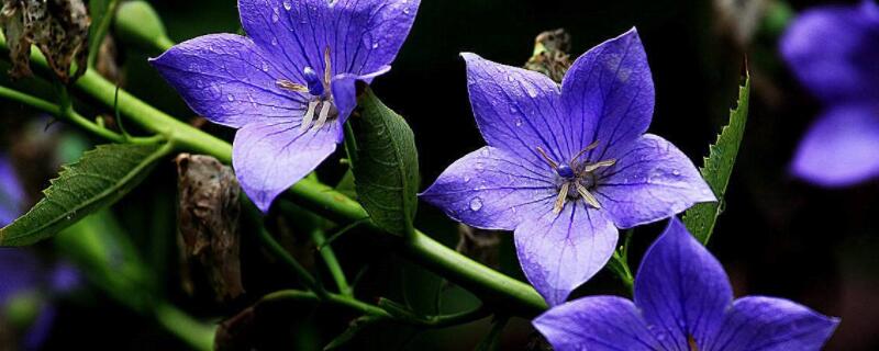 桔梗花如何过冬 桔梗花怎么过冬