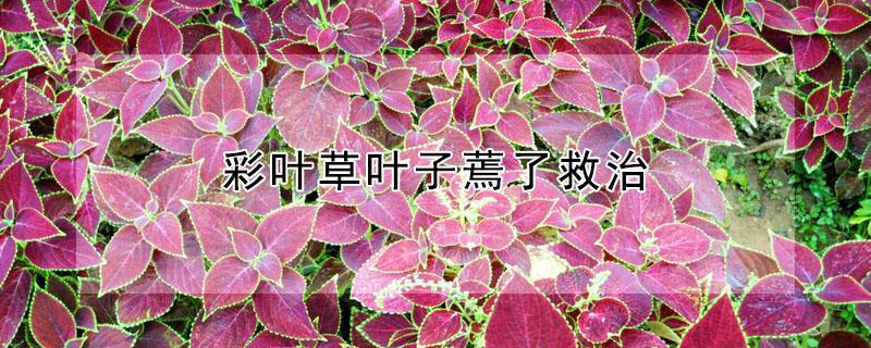 彩叶草叶子蔫了救治（彩叶草掉叶子怎么回事）