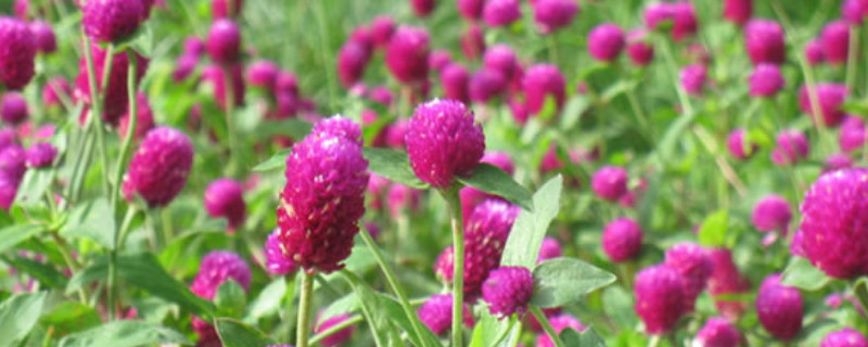 千日红怎么养开花多