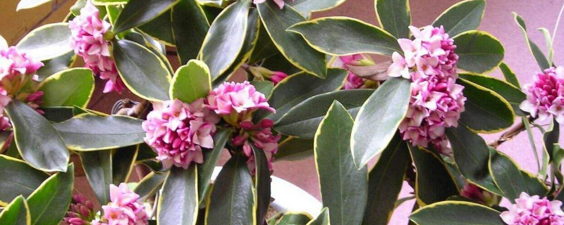 金边瑞香花苞不开变黑 金边瑞香花苞干瘪怎么办