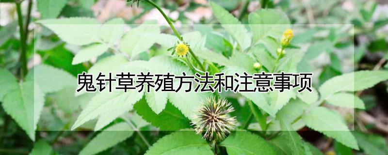 鬼针草养殖方法和注意事项(鬼针草的种植方法)