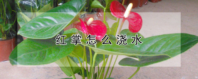 红掌怎么浇水（红掌怎么浇水合适）