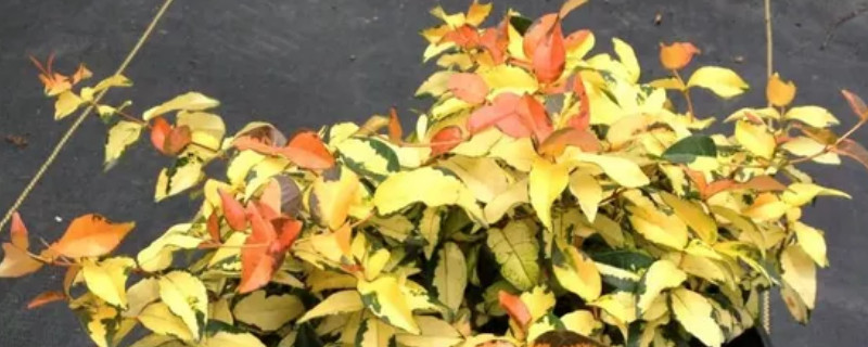 黄金络石如何繁殖 花叶黄金络石种植