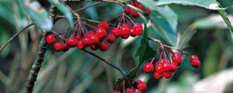 朱砂根不结果的原因（朱砂根不开花结果）