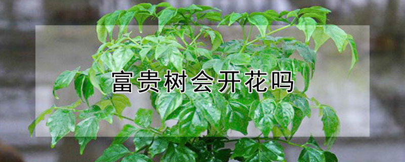 富贵树会开花吗（富贵树会开花吗贵树怎么开花）