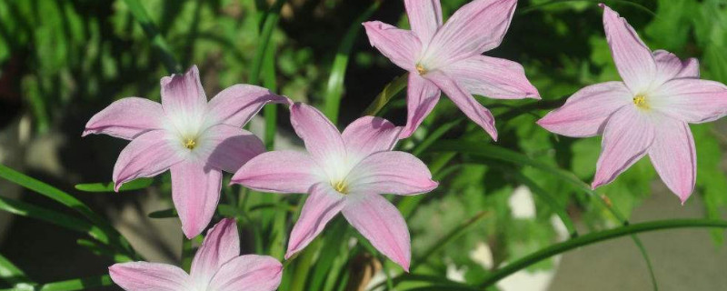 风雨兰冬天起球吗 风雨兰冬天会落叶吗