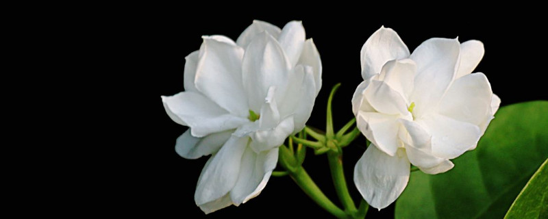 茉莉花怎么养家庭养法 如何家养茉莉花