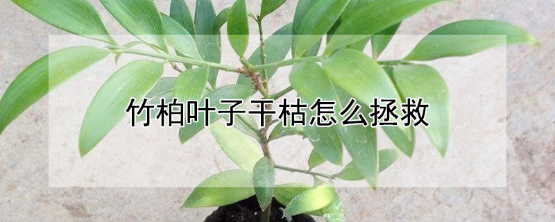 竹柏叶子干枯怎么拯救(竹柏叶子干枯怎么补救)