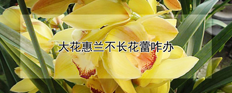 大花惠兰不长花蕾咋办 大花惠兰怎么不开花