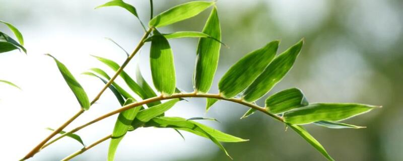 凤尾竹怎样分株（凤尾竹怎么分株）