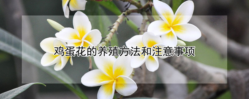 鸡蛋花的养殖方法和注意事项 鸡蛋花养殖常见问题