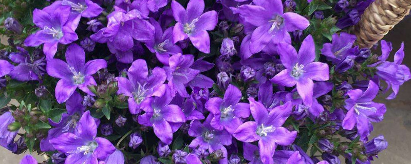 丹麦风铃草的养殖方法 丹麦风铃草好养活吗