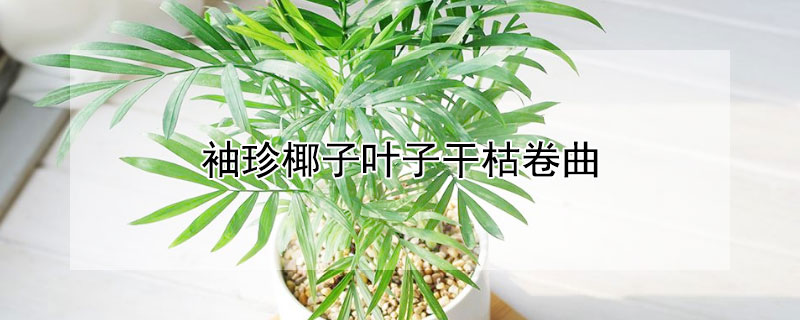 袖珍椰子叶子干枯卷曲（袖珍椰子卷叶怎么回事）