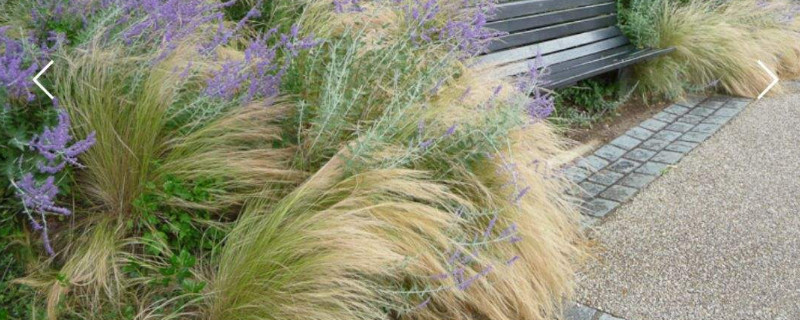 羽毛草怎么养 羽毛草的养殖方法