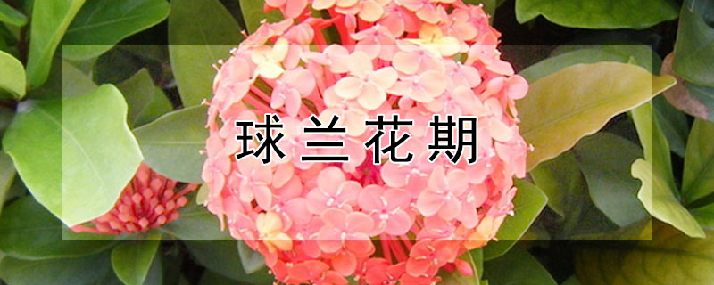 球兰花期 球兰花期怎么养护