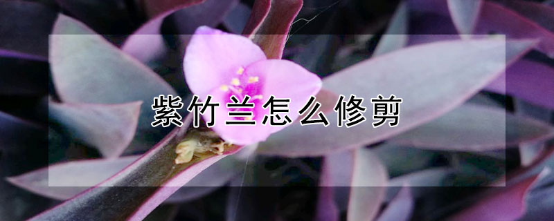 紫竹兰怎么修剪（紫根兰怎么修剪）