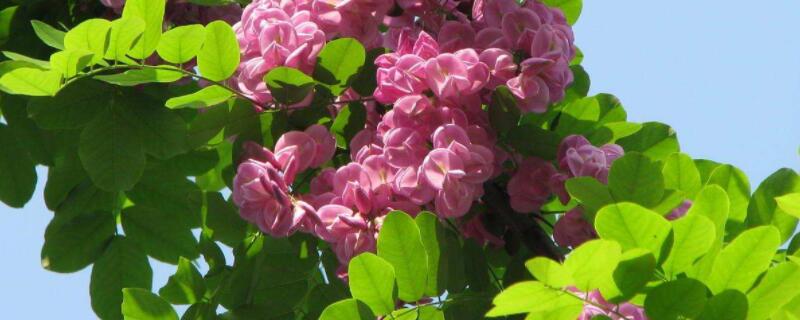 富贵树干枯怎么救活（富贵树树干烂掉怎么办）