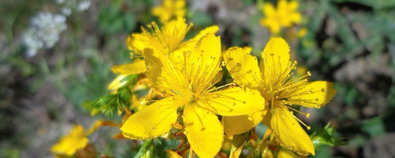 连翘可以嫁接迎春花吗(连翘和迎春花的区别方法)