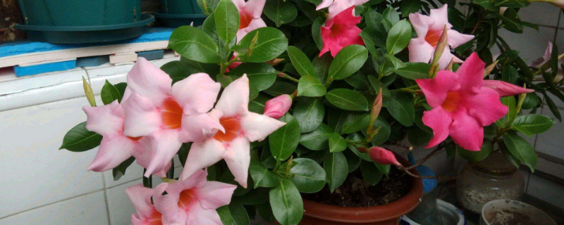 飘香藤僵苗了怎么办 飘香藤枯萎了怎么办