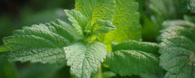 薄荷怎么养才能爆盆 薄荷怎么养才能爆盆什么时候育苗