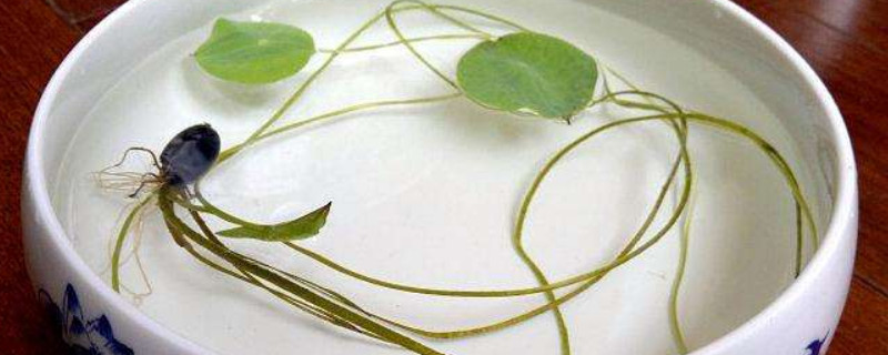 碗莲的无土栽培（碗莲无土种植）