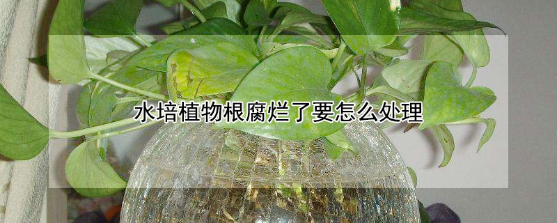水培植物根腐烂了要怎么处理 水培植物烂根最好的处理方法