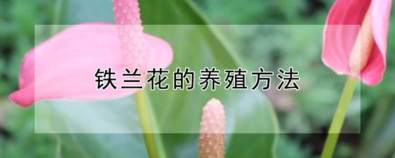 铁兰花的养殖方法（铁兰花的养殖方法和注意事项 盆栽）