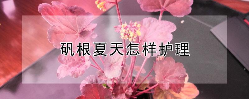 矾根夏天怎样护理（矾根夏季怎么养护）